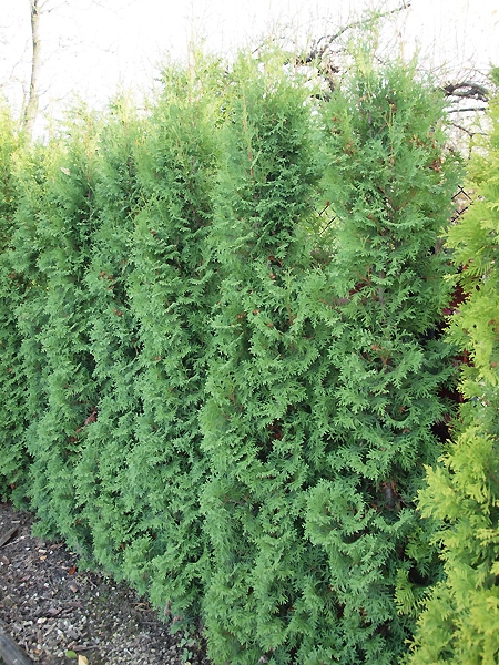 Thuja occidentalis 'Malonyana' 